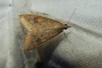 Udea ferrugalis