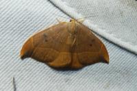 Watsonalla binaria