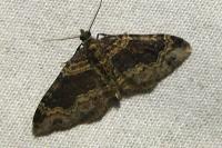 Xanthorhoe ferrugata