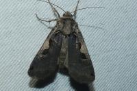 Xestia c-nigrum