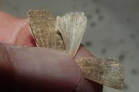 Hoplodrina ambigua