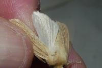 Mythimna pallens