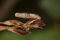 Coleophora glaucicolella