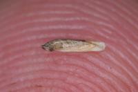 Coleophora glaucicolella