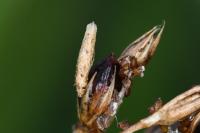 Coleophora glaucicolella