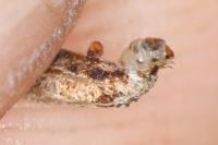 Coleophora glaucicolella