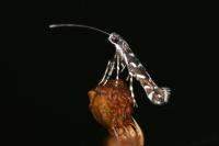 Parectopa ononidis