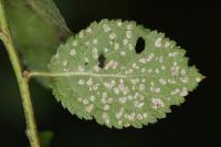 Coleophora anatipennella