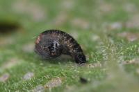 Coleophora anatipennella