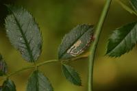 Stigmella anomalella