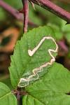 Stigmella aurella/splendidissimella