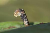 Coleophora ibipennella