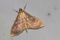 Patania ruralis