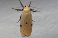 Lithosia quadra