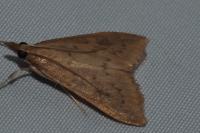 Udea ferrugalis
