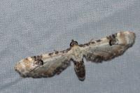 Eupithecia centaureata