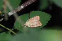 Carcina quercana