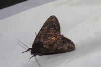 Thalpophila matura