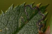 Stigmella anomalella