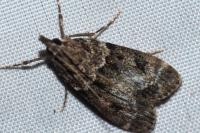 Eudonia mercurella