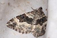 Epirrhoe alternata
