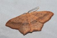 Scopula imitaria