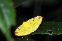 Opisthograptis luteolata