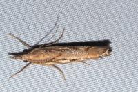 Agriphila geniculea
