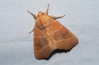 Atethmia centrago