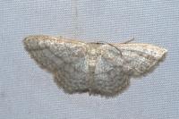 Idaea subsericeata
