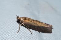 Oncocera semirubella