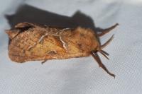 Triodia sylvina