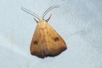 Rivula sericealis