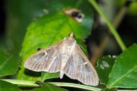 Cydalima perspectalis