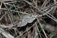 Peribatodes rhomboidaria