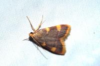 Hypsopygia costalis