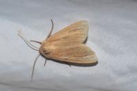Mythimna pallens