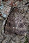 Amphipyra pyramidea
