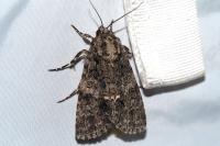 Acronicta rumicis