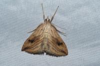 Evergestis forficalis