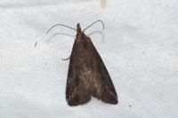 Schrankia costaestrigalis