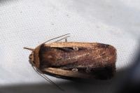 Ochropleura plecta