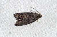 Cydia splendana