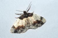 Ligdia adustata