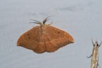 Watsonalla binaria
