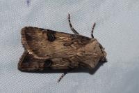 Agrotis puta