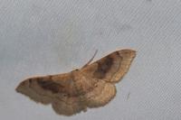 Idaea degeneraria