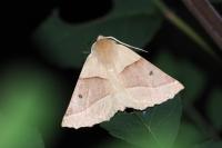 Crocallis elinguaria