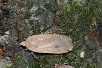 Noctua pronuba