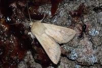 Mythimna vitellina